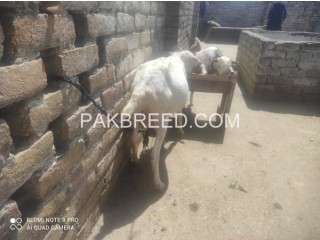 Goat for sale in Pindi