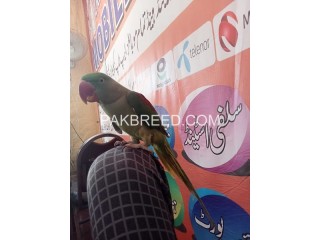 Raw pair for sale In Lahore