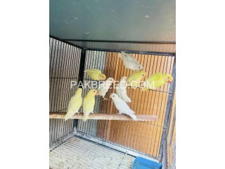 Birds for sale in Lahore