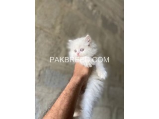 Triple coated cat pair for sale in Karachi