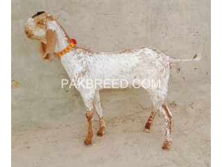 White cheeni female goat for sale in Sahiwal