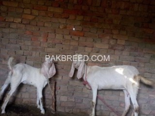 Female goat for sale in Layyah