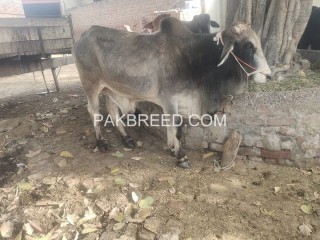 Qurbani k leay bull available in Lahore