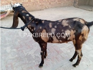 Dasi bakry eid Qurbani waly are available in Pattoki