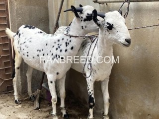 Goat pair for sale in Karachi