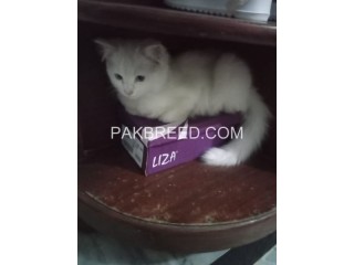Femal cat for sale in Rawalpindi