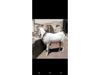 Goat for sale in Karachi