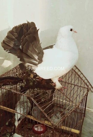 pigeon-big-1