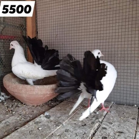 pigeon-for-sale-big-0