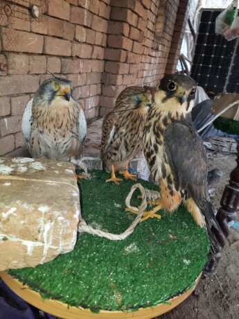 kastrl-falcon-hobby-falcon-big-3