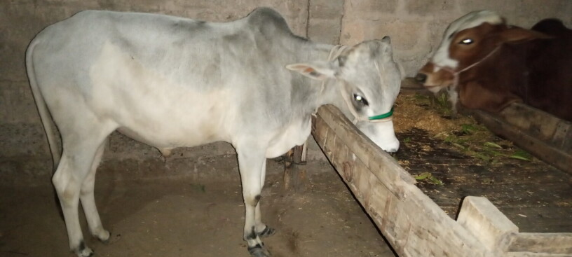 cows-for-sale-jori-achi-breed-me-hn-big-3