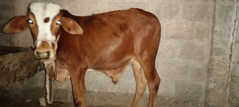 cows-for-sale-jori-achi-breed-me-hn-big-2