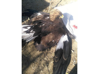 Golden eagle for sell