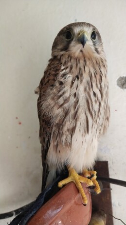 kastrl-falcon-male-and-female-big-1