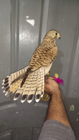kastrl-falcon-big-1