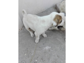 Bully kutta puppies for sale