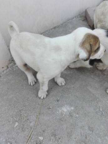 bully-kutta-puppies-for-sale-big-0