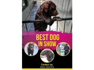 Pedigreed Chocolate Champion Labrador available for Confirm Stud/Mating