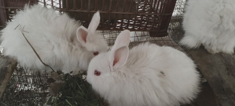 gaint-angora-bunnies-big-1