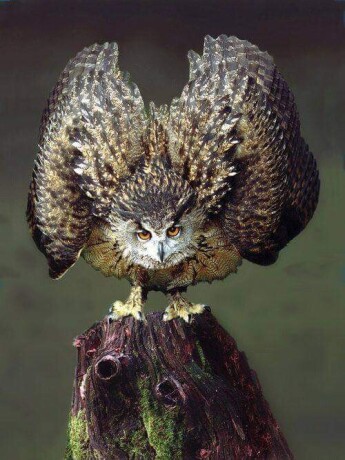 eagle-owl-big-1
