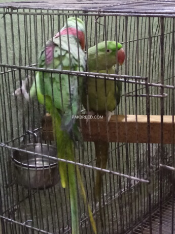 raw-parrots-pair-for-sell-big-0