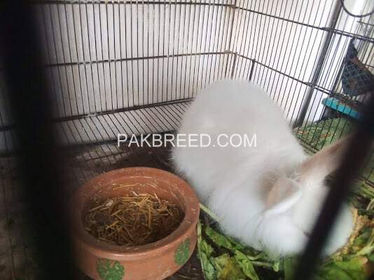 angora-rabbits-breader-pairs-big-3