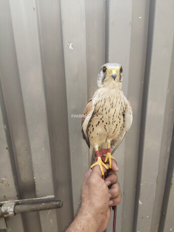 kastral-falcon-male-and-female-available-big-1