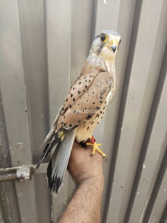 kastral-falcon-male-and-female-available-big-0
