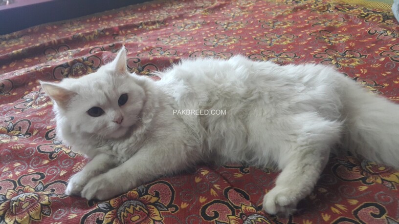 white-persian-kitten-big-2
