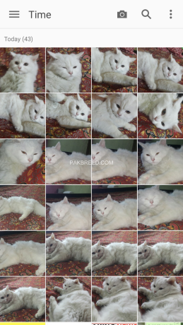 white-persian-kitten-big-1