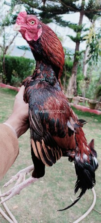 mianwali-cross-parrot-beak-aseel-big-0