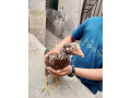 aseel-murgi-with-chicks-small-0
