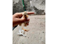 aseel-murgi-with-chicks-small-4