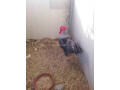 plymouth-rock-herritage-male-for-sale-small-1