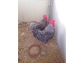 plymouth-rock-herritage-male-for-sale-small-2