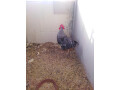 plymouth-rock-herritage-male-for-sale-small-0