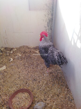 plymouth-rock-herritage-male-for-sale-big-1