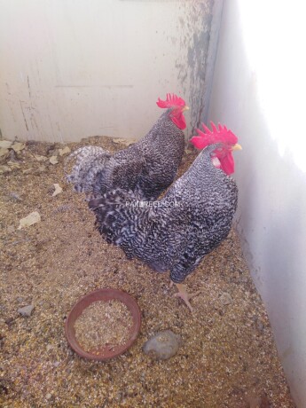 plymouth-rock-herritage-male-for-sale-big-2