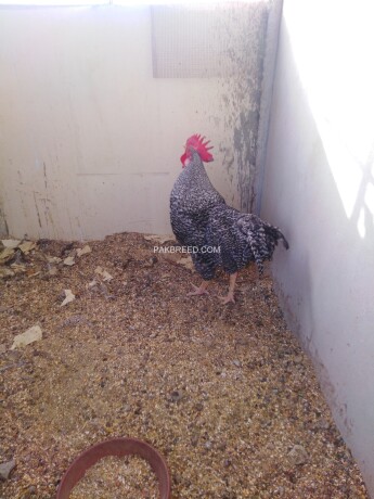 plymouth-rock-herritage-male-for-sale-big-0
