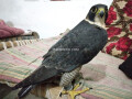 shahen-falcon-small-0