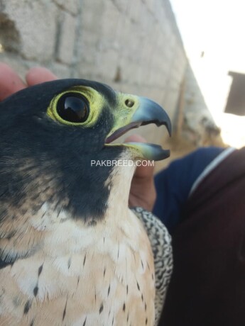 shahen-falcon-big-1