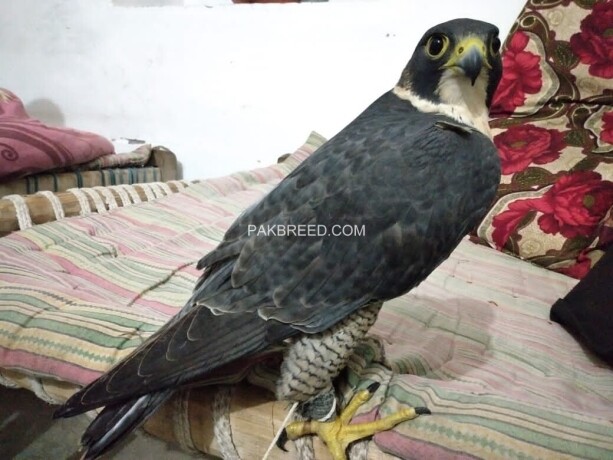 shahen-falcon-big-0