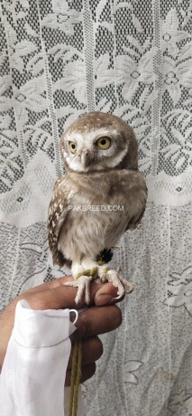 pokit-owl-big-1