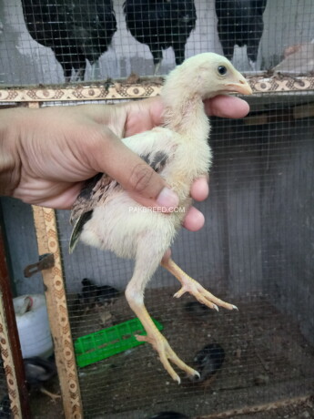 aseel-chicks-big-2