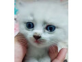 pershion-kittens-small-0