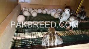 chakoor-fresh-fertile-eggs-for-hatching-big-2