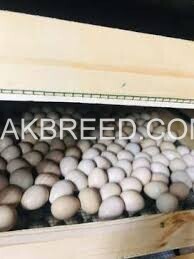 chakoor-fresh-fertile-eggs-for-hatching-big-1