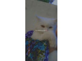 persian-cat-doll-face-small-3