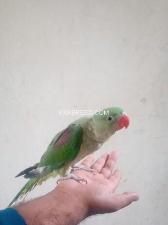 raw-parrot-chick-6-month-old-big-1