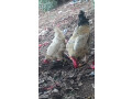 1-desi-hen-with-2-desi-chickens-small-4